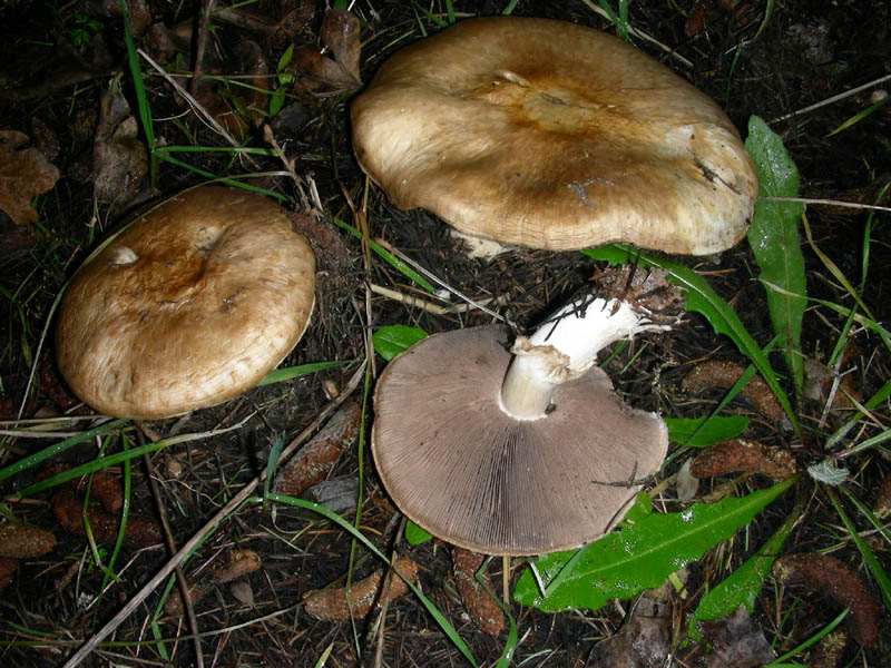 Agaricus fotog.il 16.02.10.