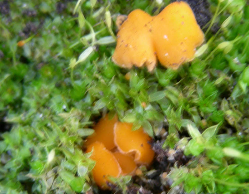 Anthracobia ? fotog.il 23.01.08.