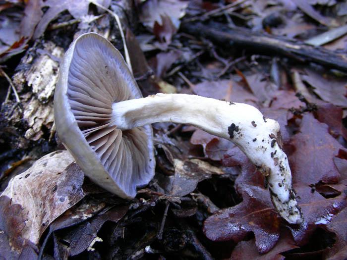 Cortinarius salor e altri ritrovamenti