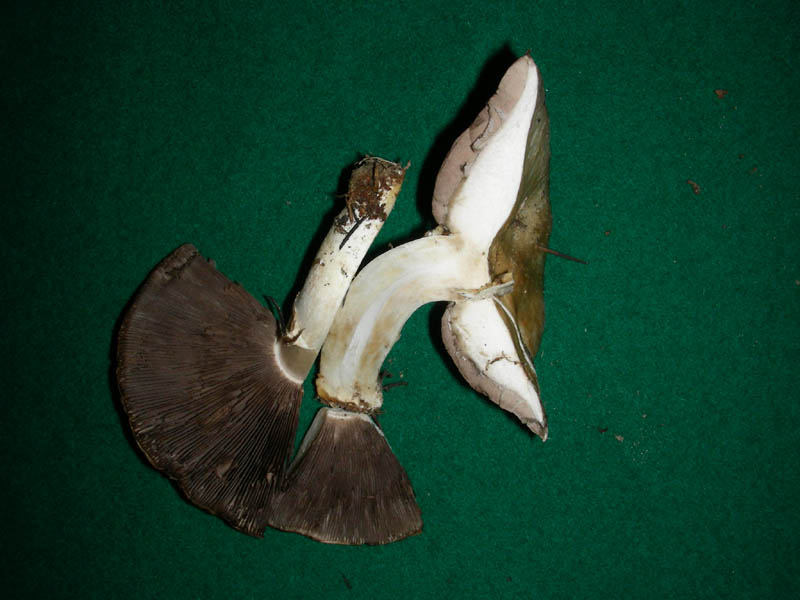 Agaricus fotog.il 16.02.10.