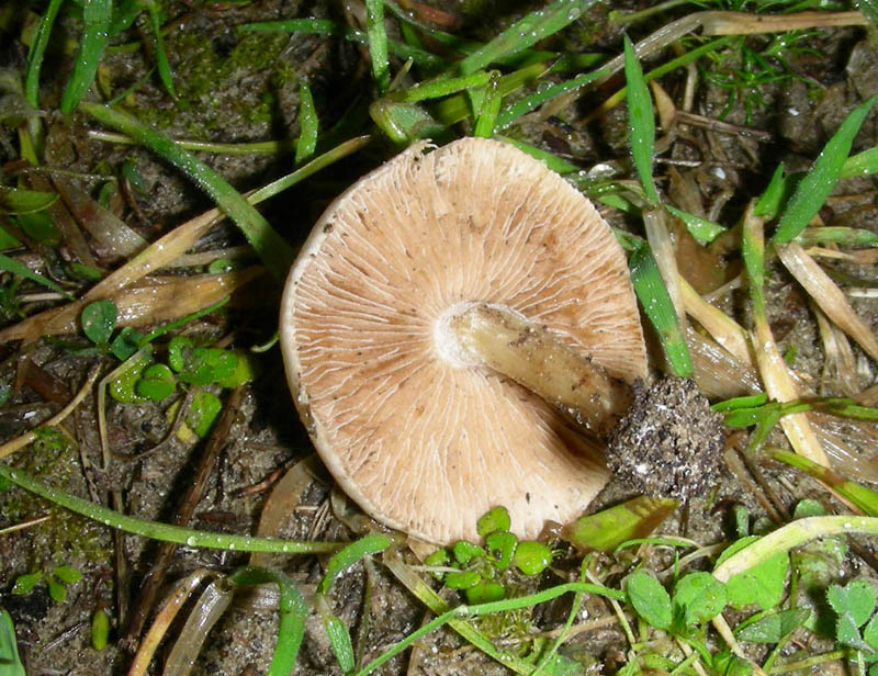 Fungo 3 litorale marino