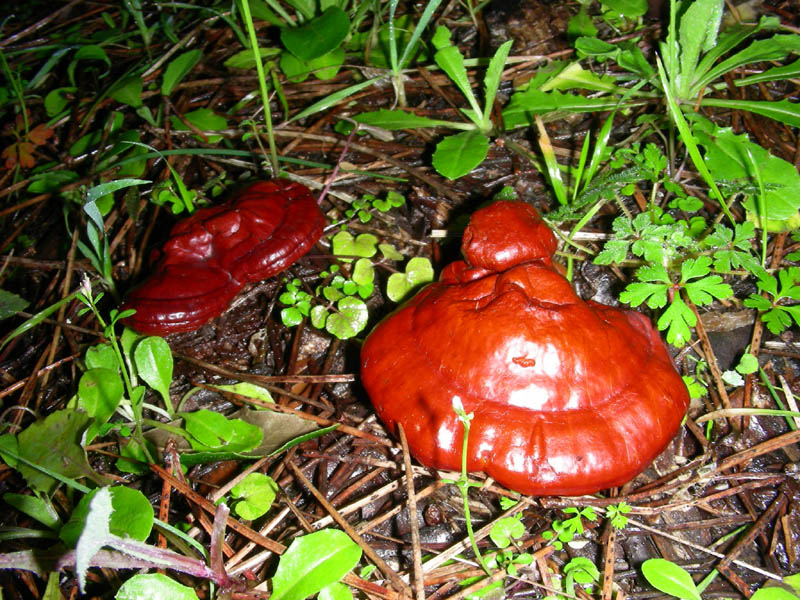 Ganoderma lucidum.fotog.il.21.02.10.