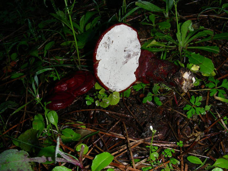 Ganoderma lucidum.fotog.il.21.02.10.