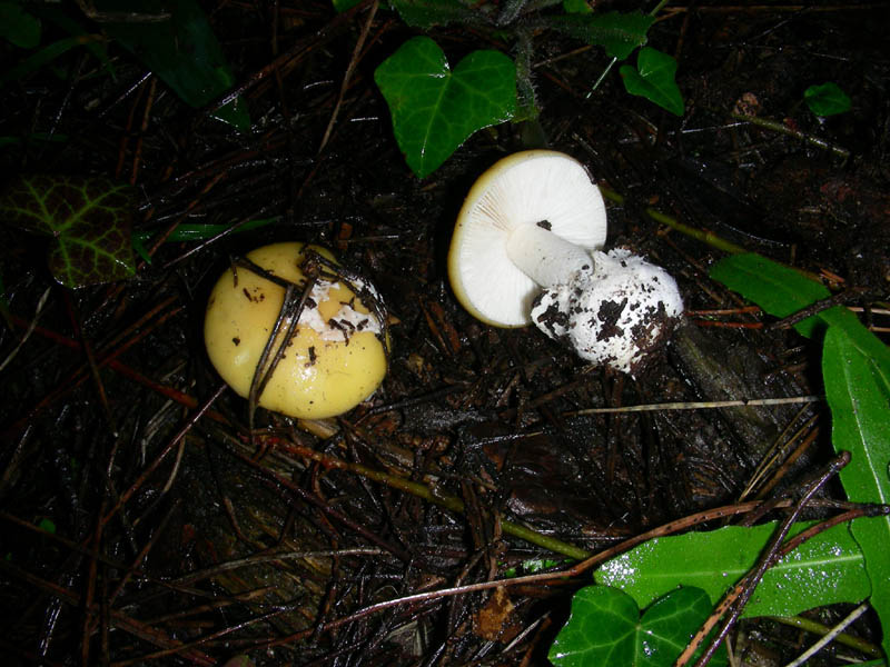 Amanita gemmata.fotog. il 21.02.2010.