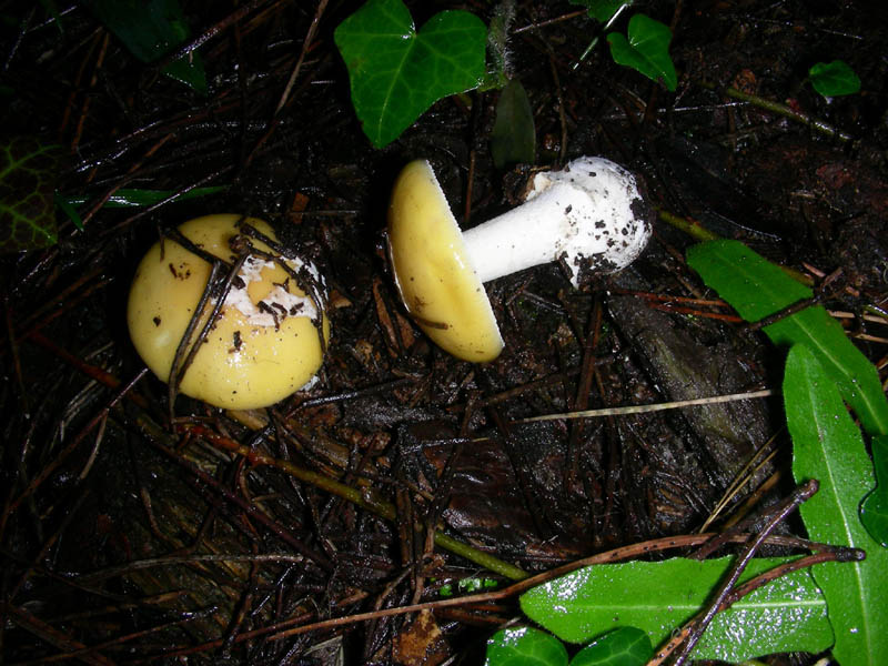 Amanita gemmata.fotog. il 21.02.2010.