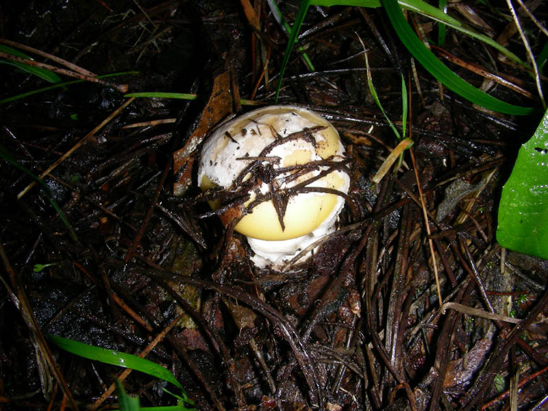 Amanita gemmata.fotog. il 21.02.2010.