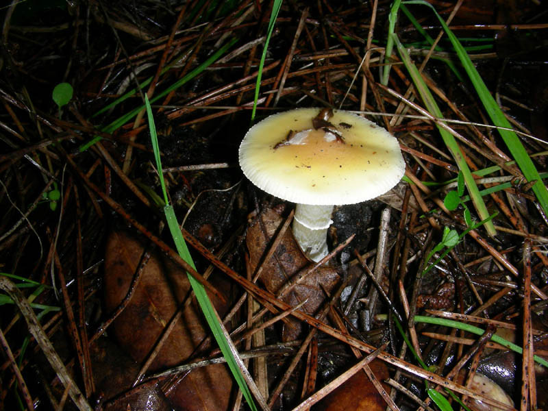 Amanita gemmata.fotog. il 21.02.2010.