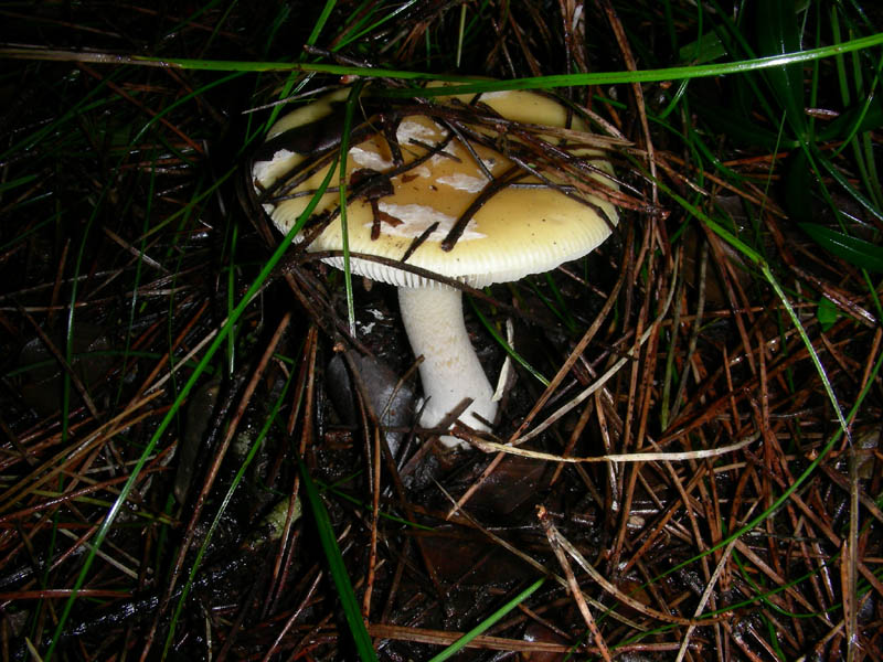 Amanita gemmata.fotog. il 21.02.2010.