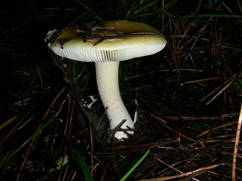 Amanita gemmata.fotog. il 21.02.2010.