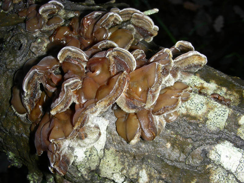 Auricularia mesenterica fotog.16.01.09