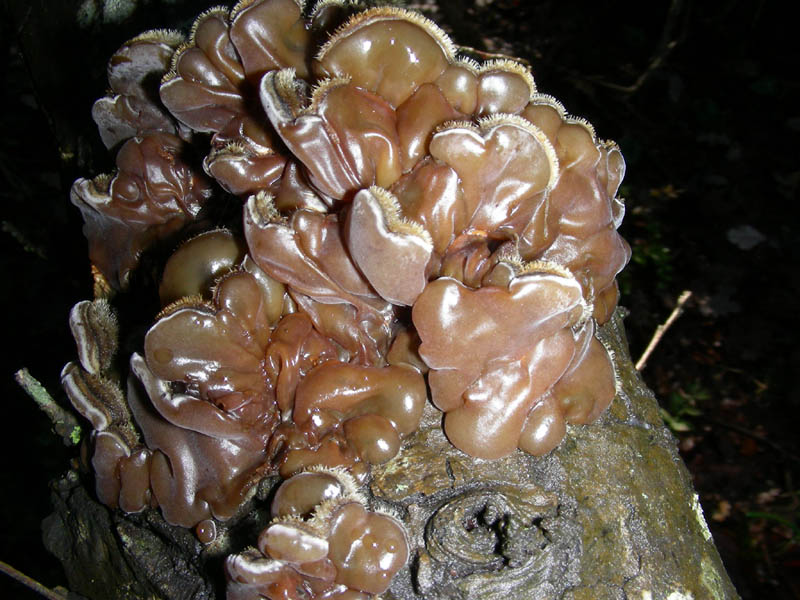 Auricularia mesenterica fotog.16.01.09