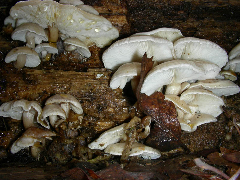 Ossicaulis lignatilis fotog.il. 23.02.10.