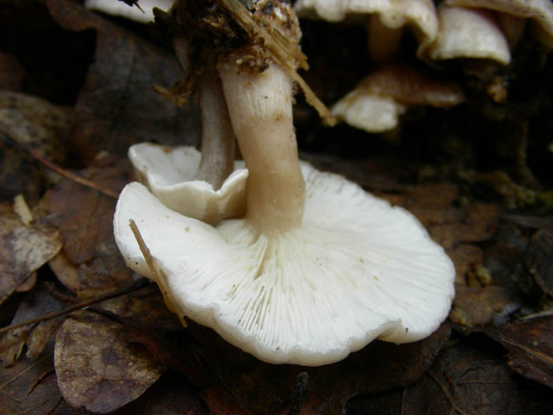 Ossicaulis lignatilis fotog.il. 23.02.10.