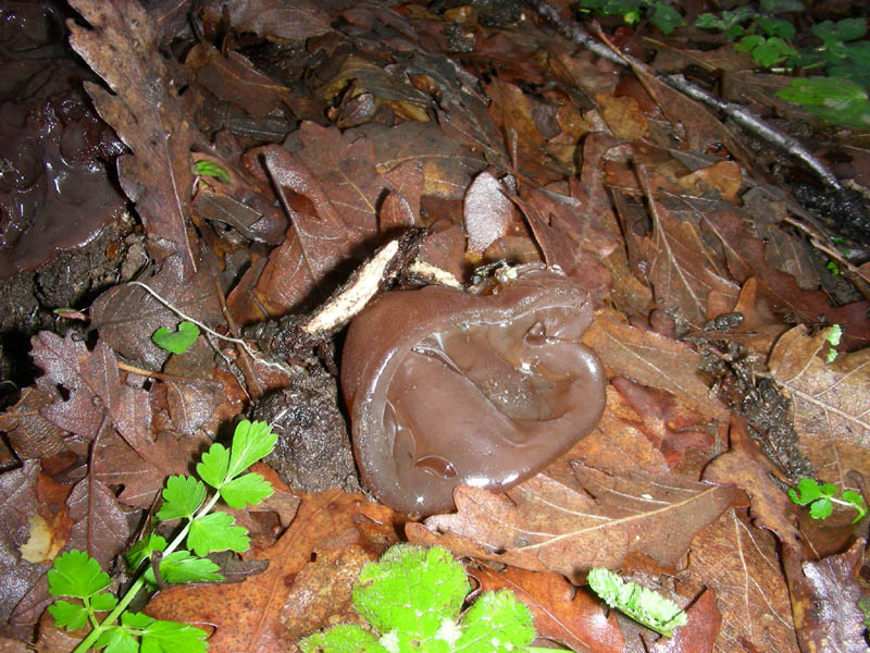 Ossicaulis lignatilis fotog.il. 23.02.10.