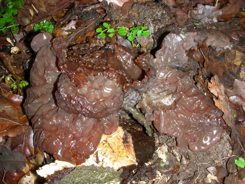 Ossicaulis lignatilis fotog.il. 23.02.10.