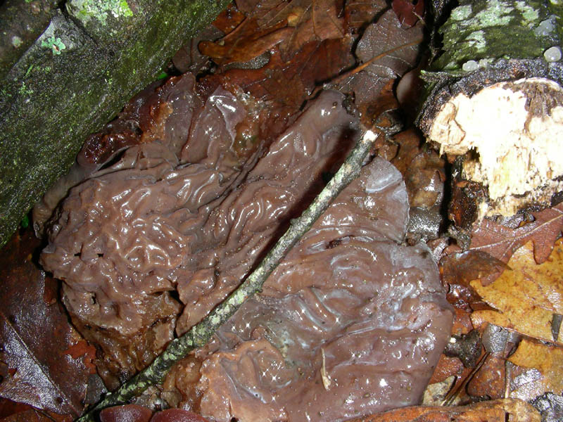 Ossicaulis lignatilis fotog.il. 23.02.10.