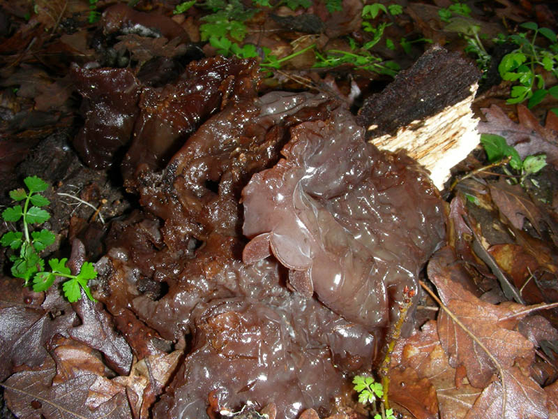 Ossicaulis lignatilis fotog.il. 23.02.10.