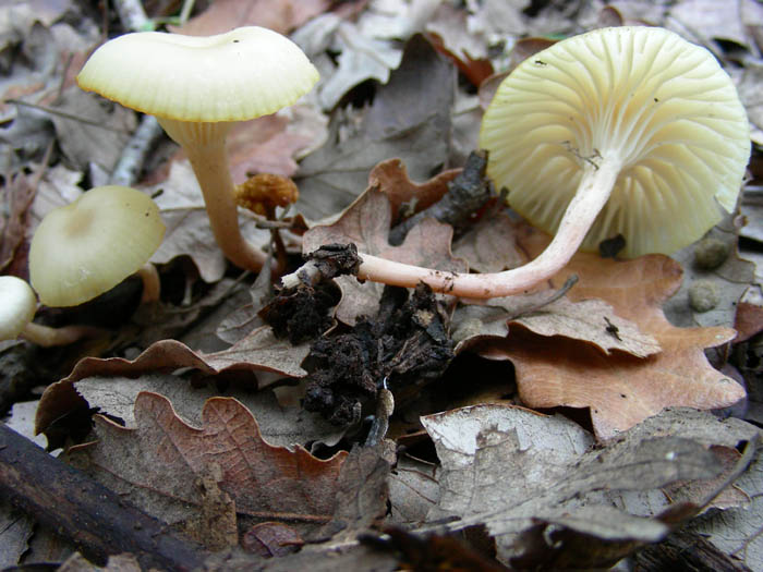 Cortinarius salor e altri ritrovamenti