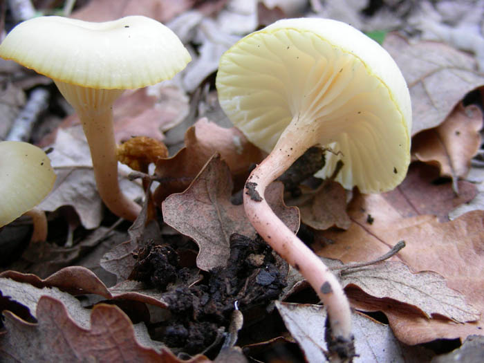 Cortinarius salor e altri ritrovamenti