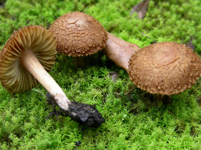 4 funghi da determinare fotog. 20.01.09