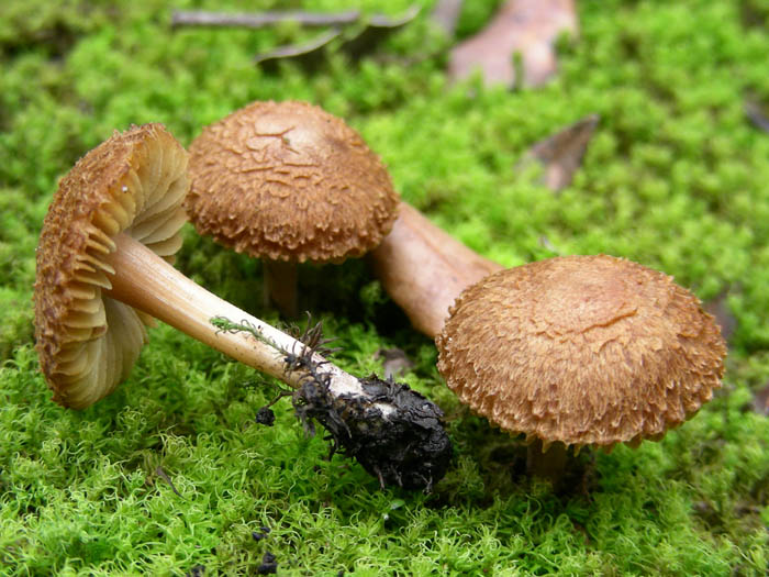 4 funghi da determinare fotog. 20.01.09