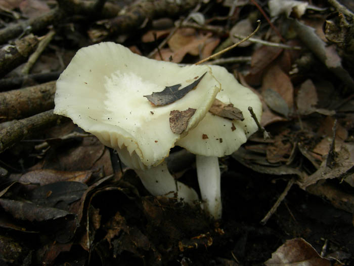 Cortinarius salor e altri ritrovamenti