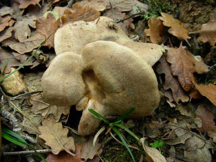 Cortinarius salor e altri ritrovamenti