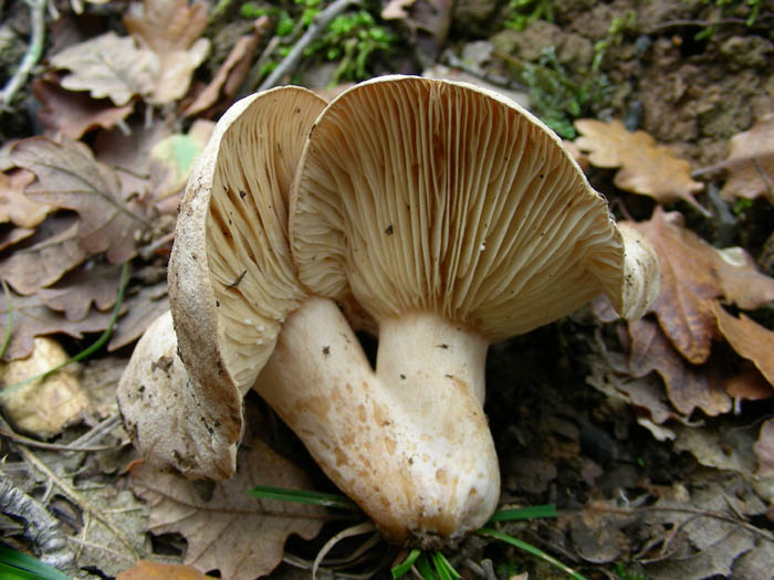 Cortinarius salor e altri ritrovamenti