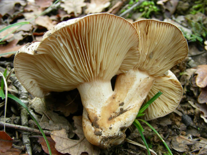 Cortinarius salor e altri ritrovamenti