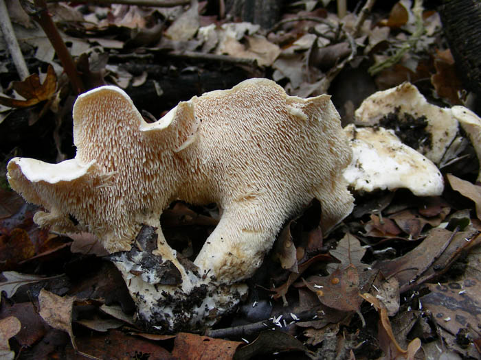 4 funghi da determinare fotog. 20.01.09
