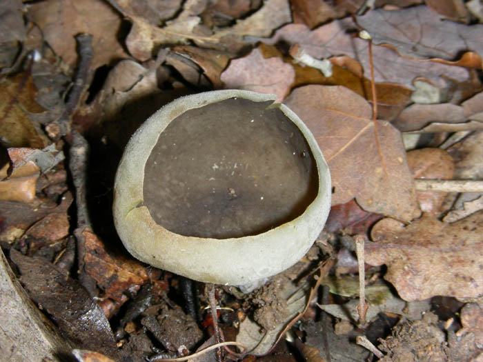 4 funghi da determinare fotog. 20.01.09