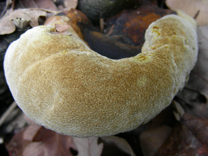 4 funghi da determinare fotog. 20.01.09