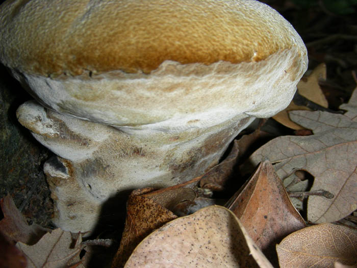4 funghi da determinare fotog. 20.01.09