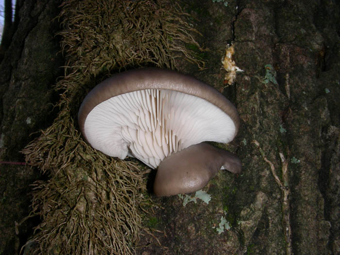 Cortinarius salor e altri ritrovamenti