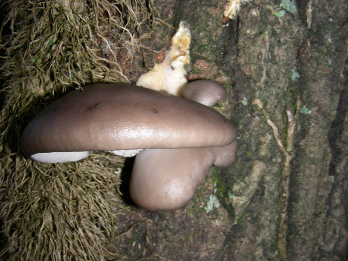 Cortinarius salor e altri ritrovamenti
