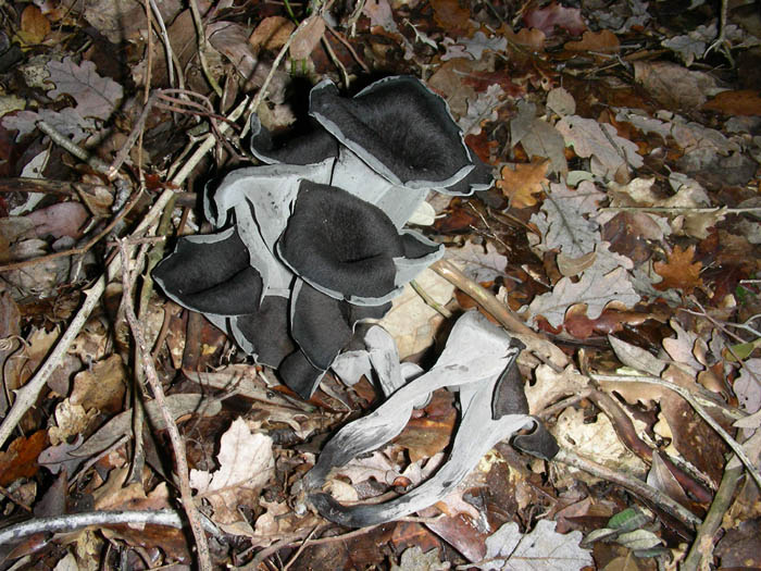 Funghi fotog. il 23.01.09.