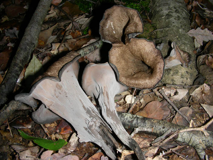 Funghi fotog. il 23.01.09.