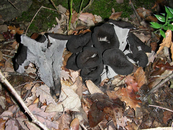 Funghi fotog. il 23.01.09.