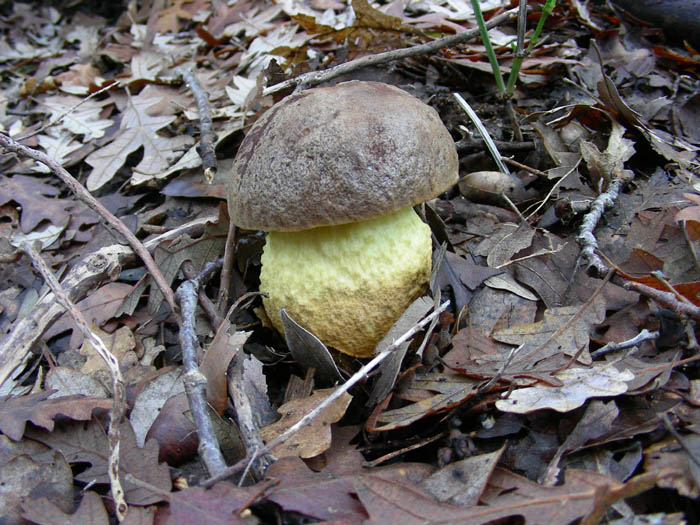 Funghi fotog. il 23.01.09.