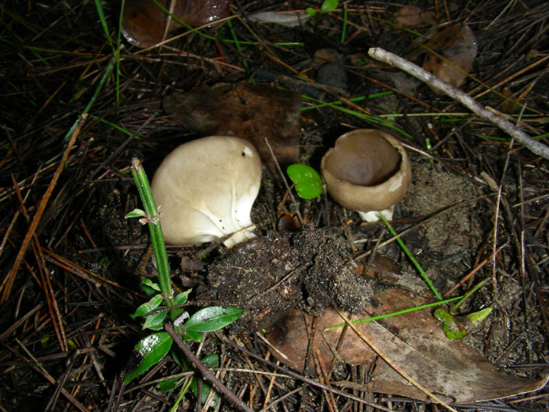 Helvella  fotog. il 02.03.10.