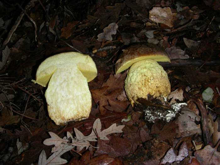 Funghi fotog. il 23.01.09.