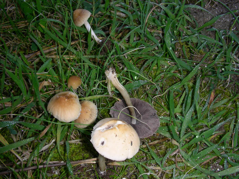 Psathyrella fotog. il 02.03.10