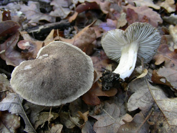 Cortinarius salor e altri ritrovamenti