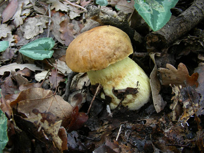 Funghi fotog. il 23.01.09.