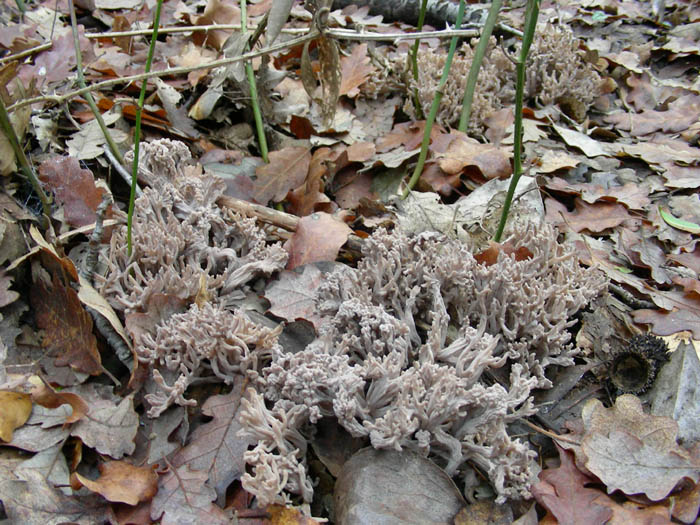 Funghi fotog. il 23.01.09.