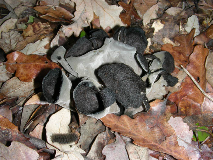 Funghi fotog. il 23.01.09.