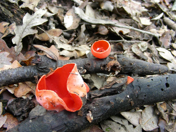 Funghi fotog. il 23.01.09.