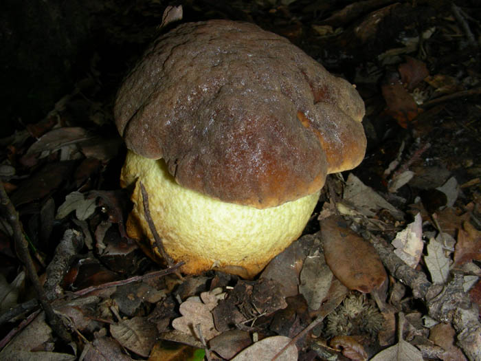 Funghi fotog. il 23.01.09.