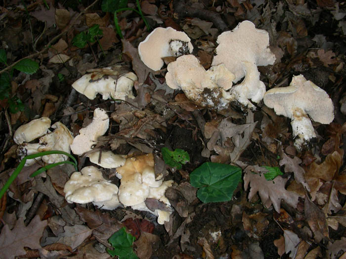 Funghi fotog. il 23.01.09.