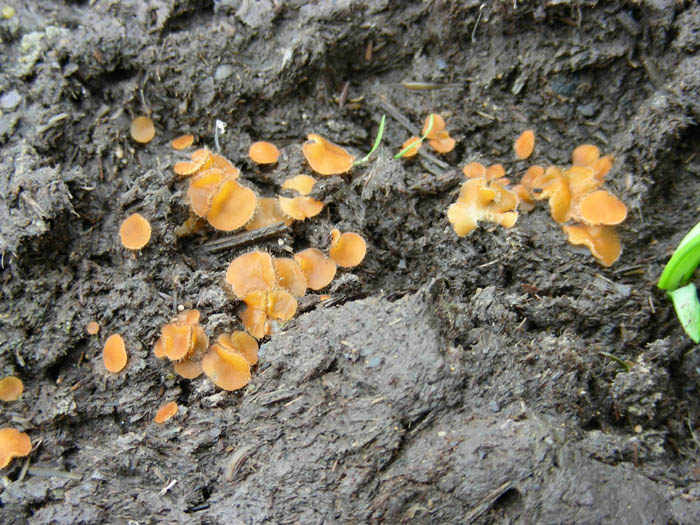 2 da determinare (Exidia glandulosa + Cheilymenia sp.)